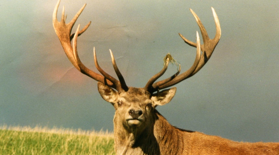 Bilder von Max - Album